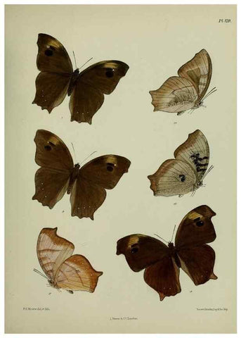 Reproducción/Reproduction 38457723434: Lepidoptera indica.. London,1890-1913.. 