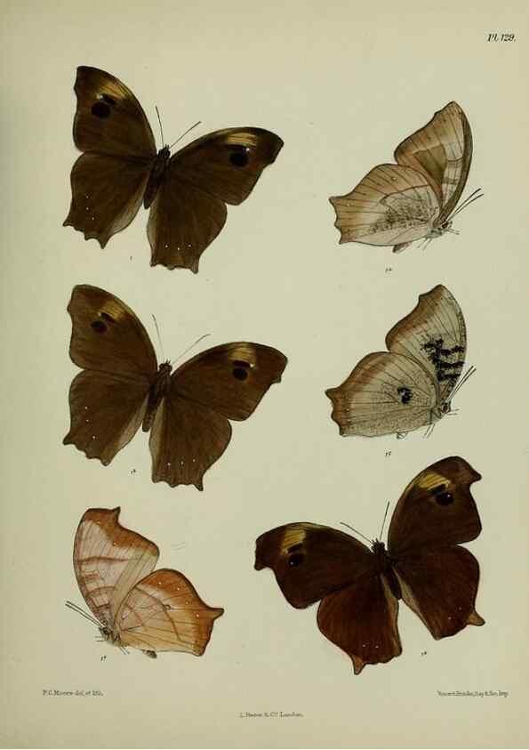 Reproducción/Reproduction 38457723434: Lepidoptera indica.. London,1890-1913.. 