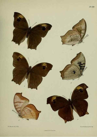Reproducción/Reproduction 38457723434: Lepidoptera indica.. London,1890-1913.. 