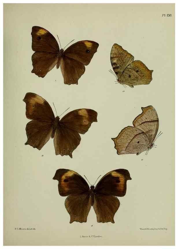 Reproducción/Reproduction 27388132379: Lepidoptera indica.. London,1890-1913.. 