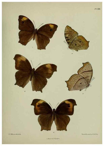 Reproducción/Reproduction 27388132379: Lepidoptera indica.. London,1890-1913.. 