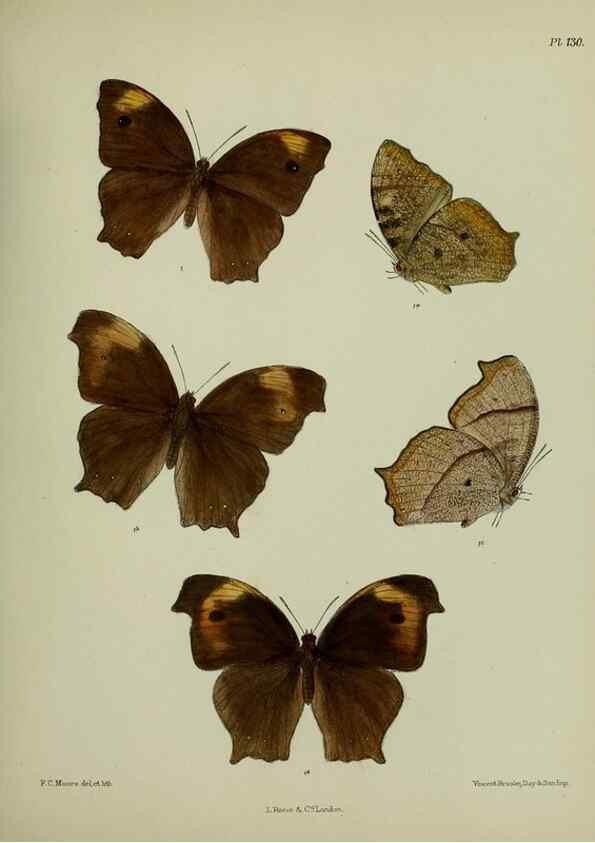 Reproducción/Reproduction 27388132379: Lepidoptera indica.. London,1890-1913.. 