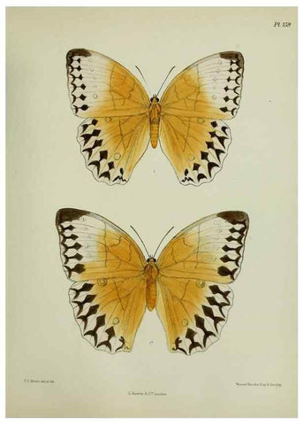 Reproducción/Reproduction 27388227679: Lepidoptera indica.. London,1890-1913.. 