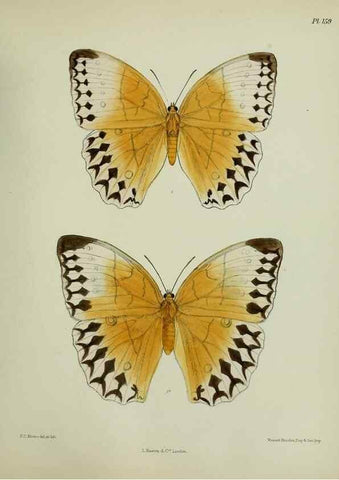 Reproducción/Reproduction 27388227679: Lepidoptera indica.. London,1890-1913.. 