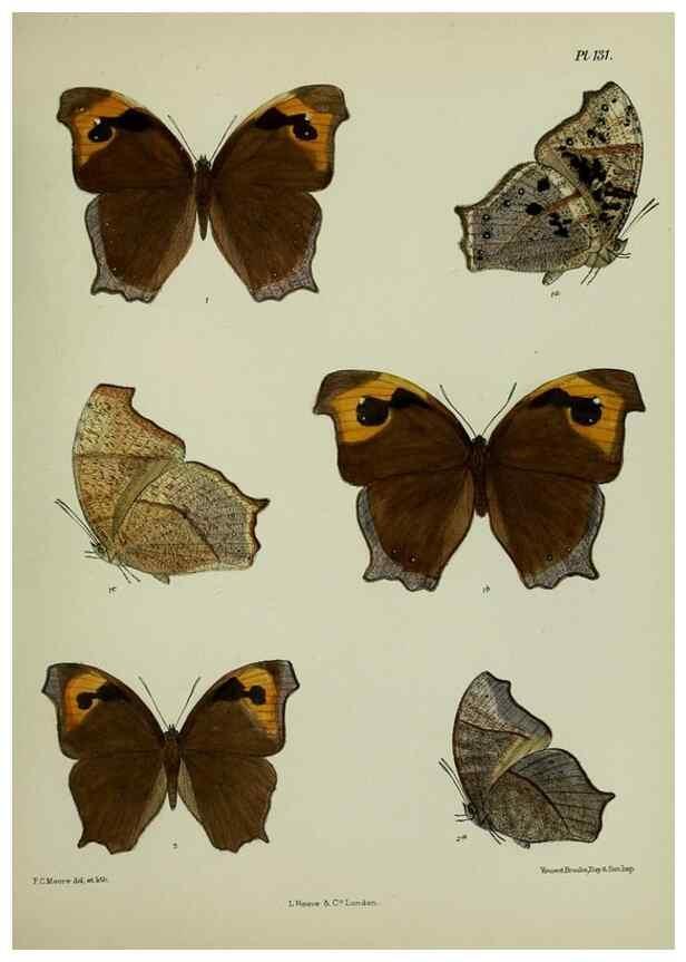 Reproducción/Reproduction 24304624997: Lepidoptera indica.. London,1890-1913.. 