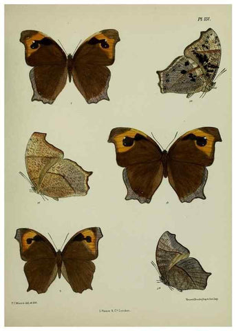 Reproducción/Reproduction 24304624997: Lepidoptera indica.. London,1890-1913.. 