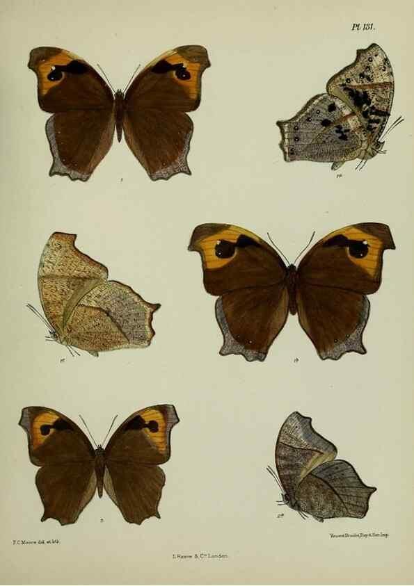 Reproducción/Reproduction 24304624997: Lepidoptera indica.. London,1890-1913.. 