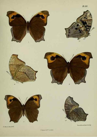 Reproducción/Reproduction 24304624997: Lepidoptera indica.. London,1890-1913.. 