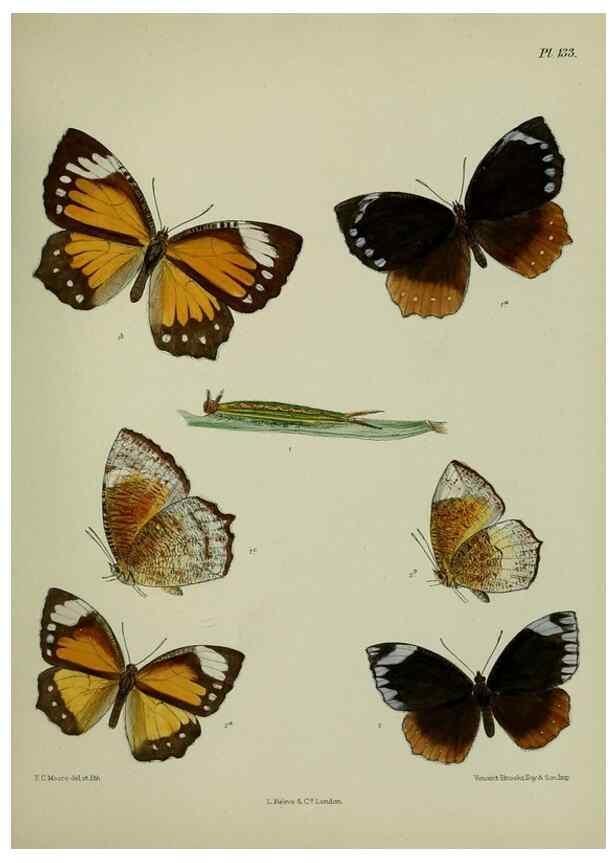 Reproducción/Reproduction 38285618935: Lepidoptera indica.. London,1890-1913.. 