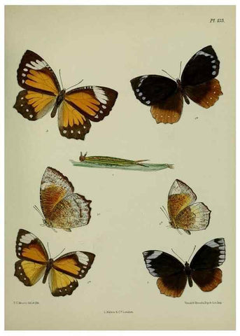 Reproducción/Reproduction 38285618935: Lepidoptera indica.. London,1890-1913.. 