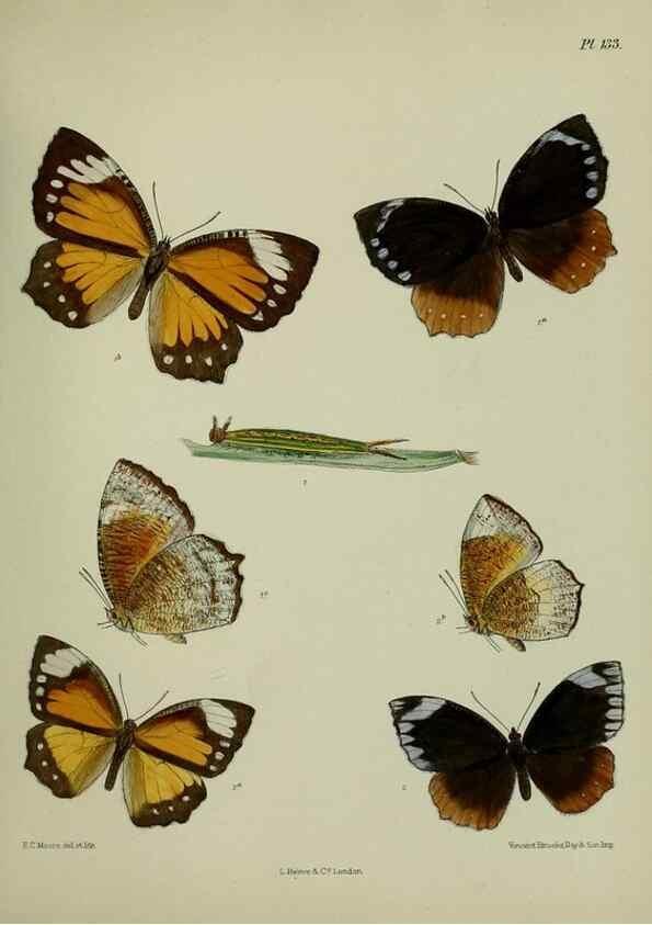 Reproducción/Reproduction 38285618935: Lepidoptera indica.. London,1890-1913.. 