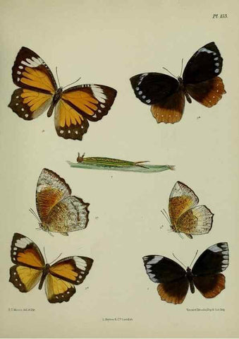 Reproducción/Reproduction 38285618935: Lepidoptera indica.. London,1890-1913.. 