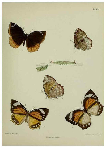Reproducción/Reproduction 27388145759: Lepidoptera indica.. London,1890-1913.. 