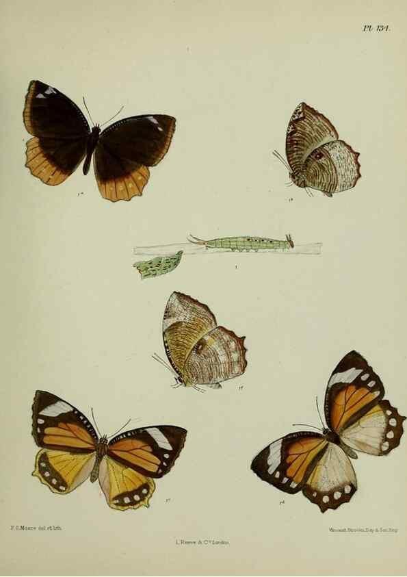 Reproducción/Reproduction 27388145759: Lepidoptera indica.. London,1890-1913.. 