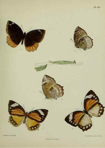 Reproducción/Reproduction 27388145759: Lepidoptera indica.. London,1890-1913.. 