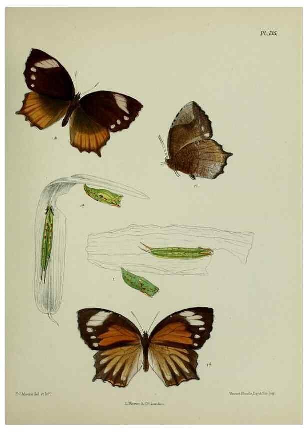 Reproducción/Reproduction 27388150449: Lepidoptera indica.. London,1890-1913.. 