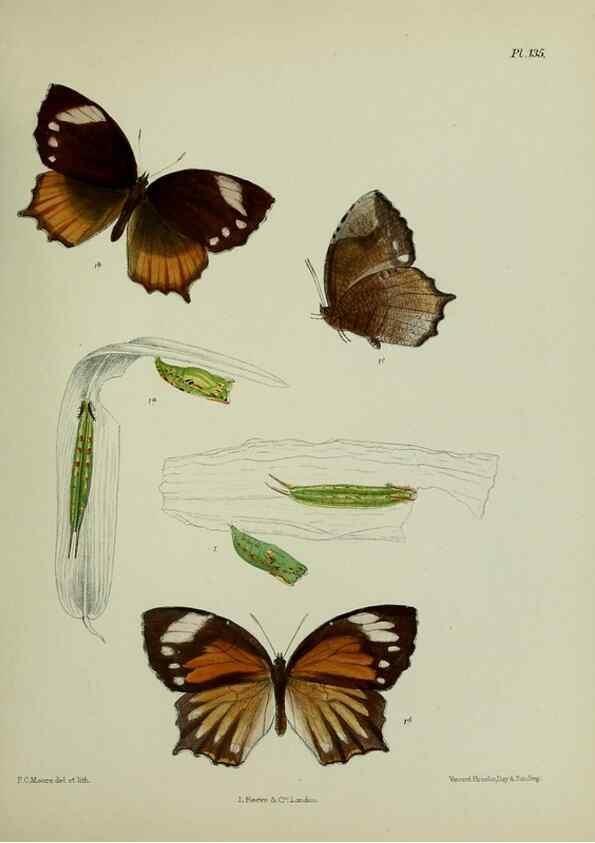 Reproducción/Reproduction 27388150449: Lepidoptera indica.. London,1890-1913.. 