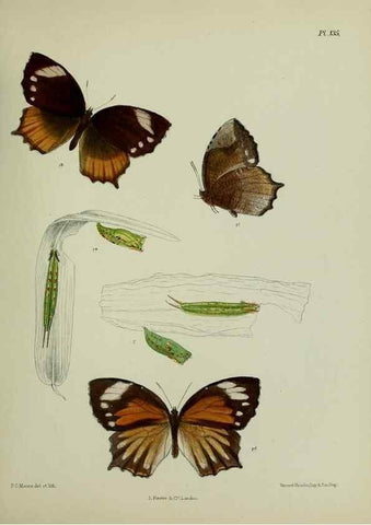 Reproducción/Reproduction 27388150449: Lepidoptera indica.. London,1890-1913.. 