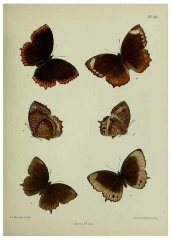 Reproducción/Reproduction 27388154369: Lepidoptera indica.. London,1890-1913.. 