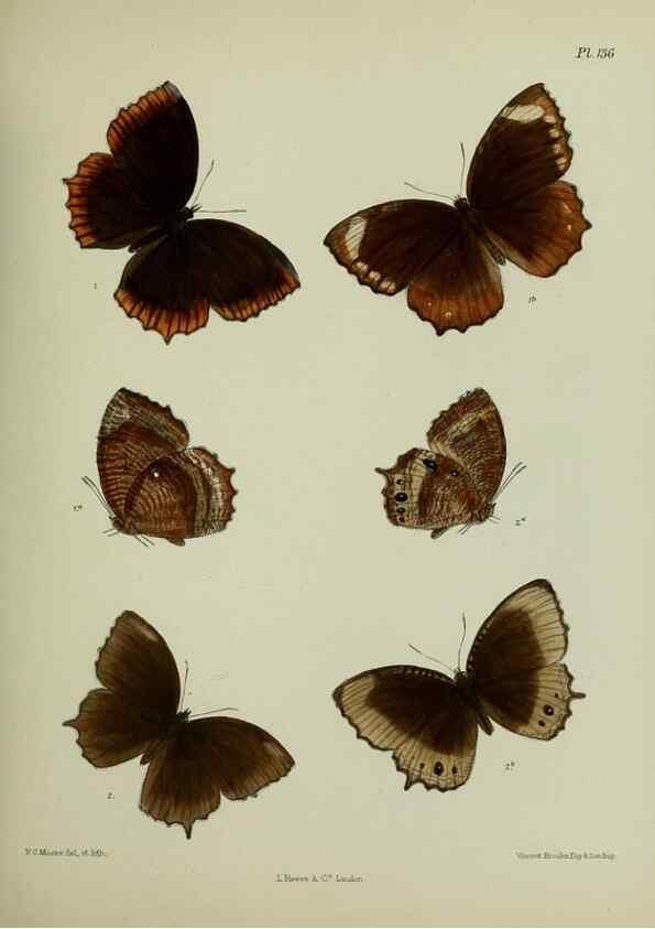 Reproducción/Reproduction 27388154369: Lepidoptera indica.. London,1890-1913.. 