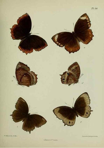 Reproducción/Reproduction 27388154369: Lepidoptera indica.. London,1890-1913.. 
