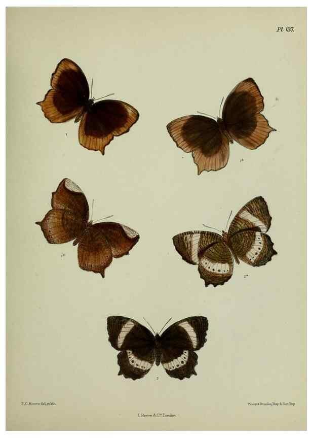Reproducción/Reproduction 27388158469: Lepidoptera indica.. London,1890-1913.. 
