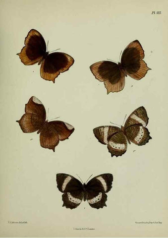 Reproducción/Reproduction 27388158469: Lepidoptera indica.. London,1890-1913.. 