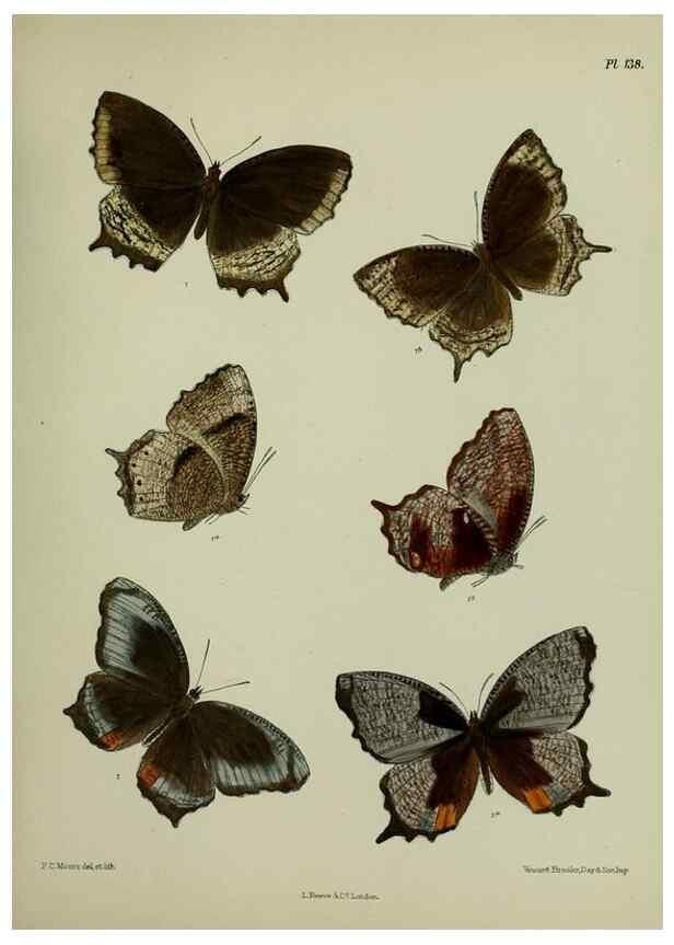 Reproducción/Reproduction 24304650797: Lepidoptera indica.. London,1890-1913.. 