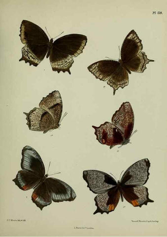 Reproducción/Reproduction 24304650797: Lepidoptera indica.. London,1890-1913.. 
