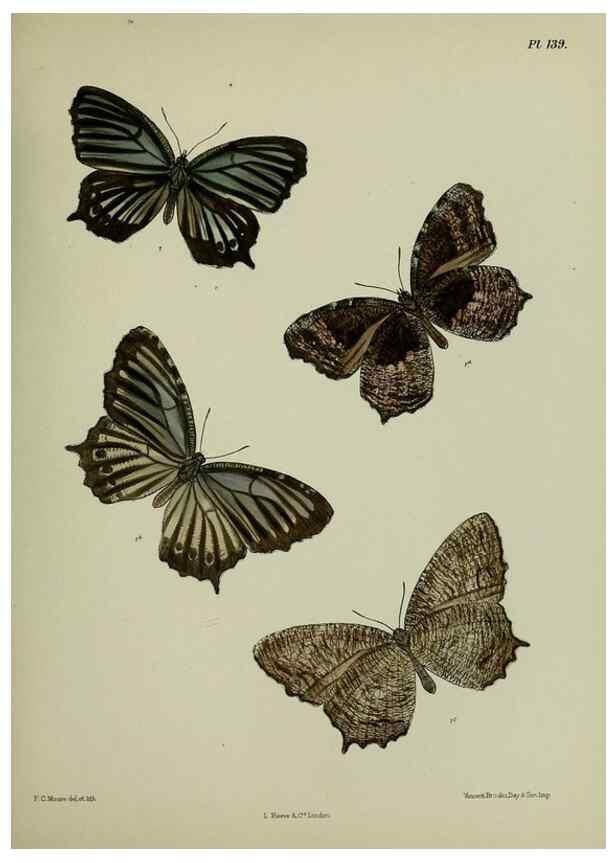 Reproducción/Reproduction 27388166769: Lepidoptera indica.. London,1890-1913.. 