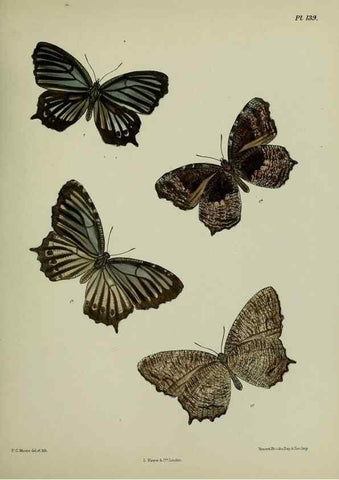 Reproducción/Reproduction 27388166769: Lepidoptera indica.. London,1890-1913.. 