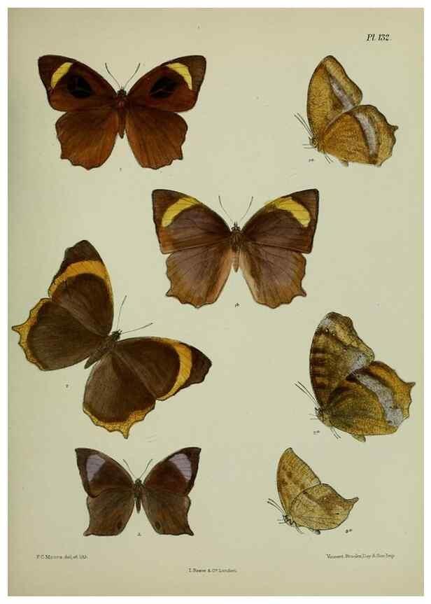 Reproducción/Reproduction 25299914978: Lepidoptera indica.. London,1890-1913.. 