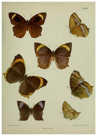 Reproducción/Reproduction 25299914978: Lepidoptera indica.. London,1890-1913.. 