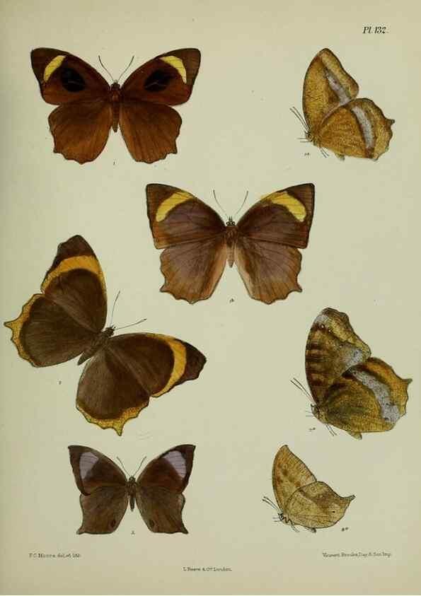 Reproducción/Reproduction 25299914978: Lepidoptera indica.. London,1890-1913.. 