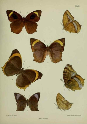 Reproducción/Reproduction 25299914978: Lepidoptera indica.. London,1890-1913.. 