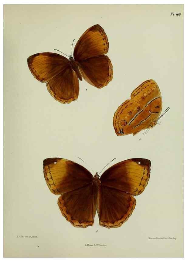 Reproducción/Reproduction 24304692377: Lepidoptera indica.. London,1890-1913.. 