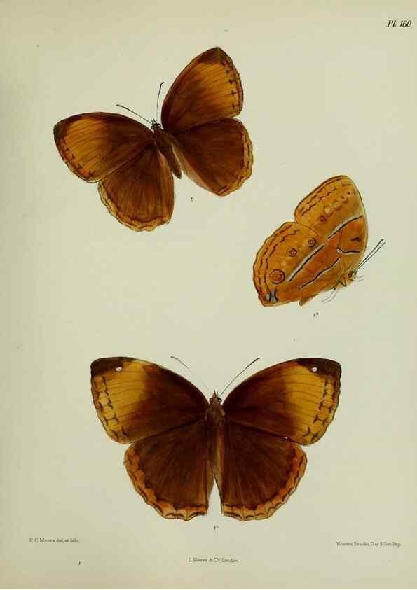 Reproducción/Reproduction 24304692377: Lepidoptera indica.. London,1890-1913.. 