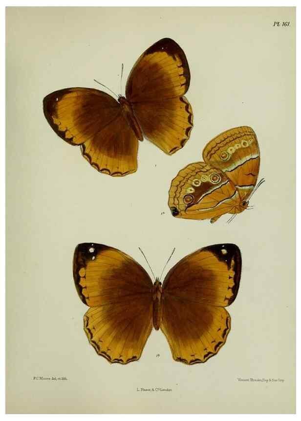 Reproducción/Reproduction 38285689135: Lepidoptera indica.. London,1890-1913.. 