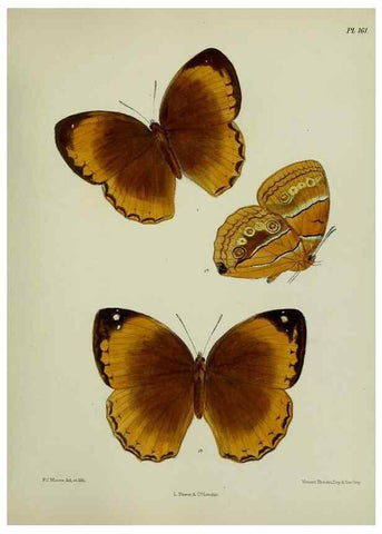 Reproducción/Reproduction 38285689135: Lepidoptera indica.. London,1890-1913.. 