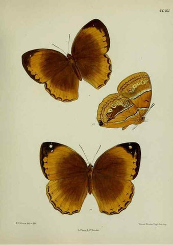 Reproducción/Reproduction 38285689135: Lepidoptera indica.. London,1890-1913.. 