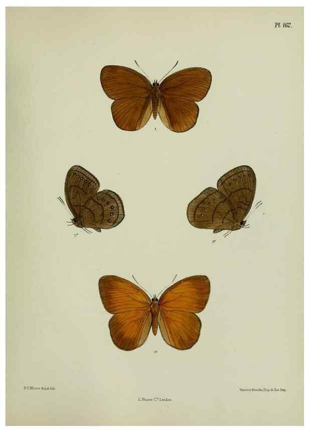 Reproducción/Reproduction 24304698147: Lepidoptera indica.. London,1890-1913.. 