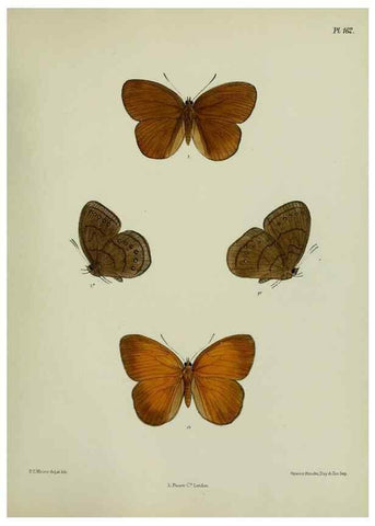 Reproducción/Reproduction 24304698147: Lepidoptera indica.. London,1890-1913.. 