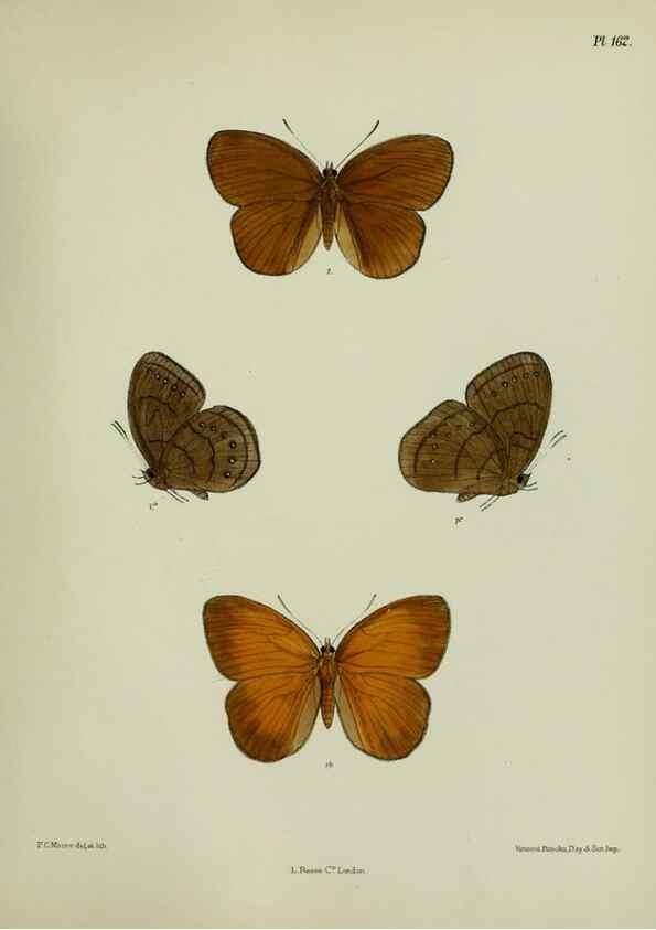 Reproducción/Reproduction 24304698147: Lepidoptera indica.. London,1890-1913.. 