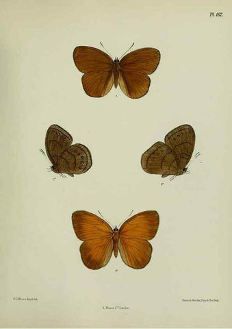 Reproducción/Reproduction 24304698147: Lepidoptera indica.. London,1890-1913.. 