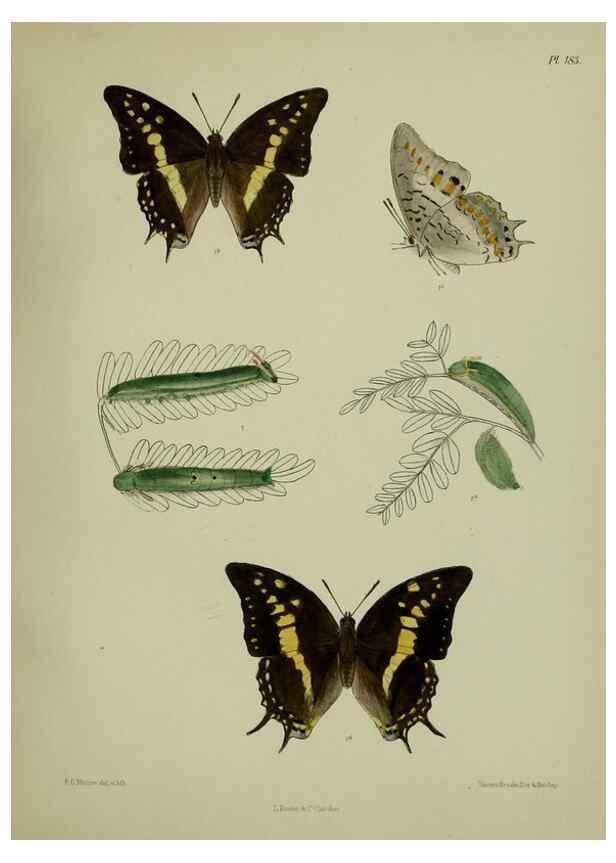 Reproducción/Reproduction 38285751355: Lepidoptera indica.. London,1890-1913.. 