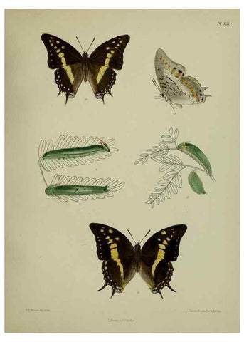 Reproducción/Reproduction 38285751355: Lepidoptera indica.. London,1890-1913.. 