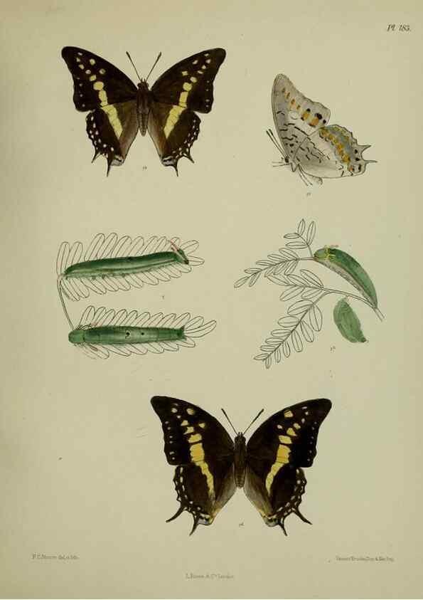 Reproducción/Reproduction 38285751355: Lepidoptera indica.. London,1890-1913.. 