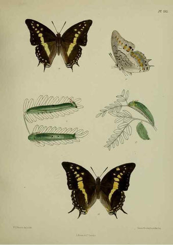 Reproducción/Reproduction 38285751355: Lepidoptera indica.. London,1890-1913.. 