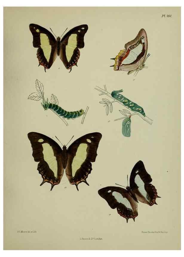 Reproducción/Reproduction 24304739627: Lepidoptera indica.. London,1890-1913.. 