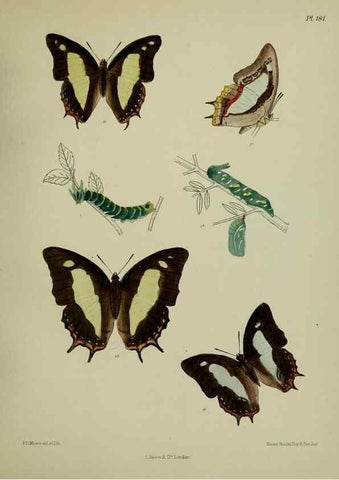 Reproducción/Reproduction 24304739627: Lepidoptera indica.. London,1890-1913.. 